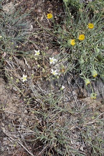 Arenaria congesta